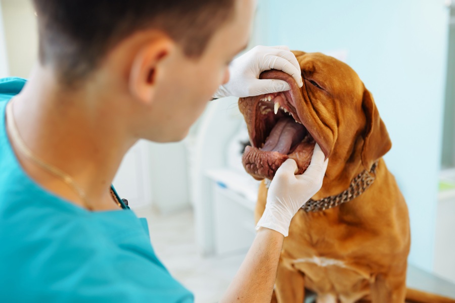 Bad breath indicated pet needs dental care