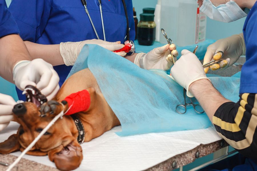 Comfort Pet Before and After Surgery