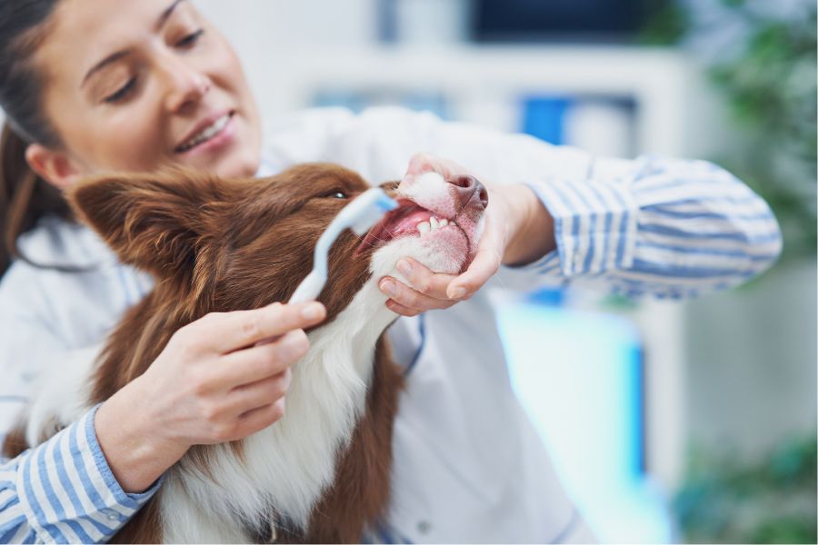 Pet’s Teeth Clean at Home