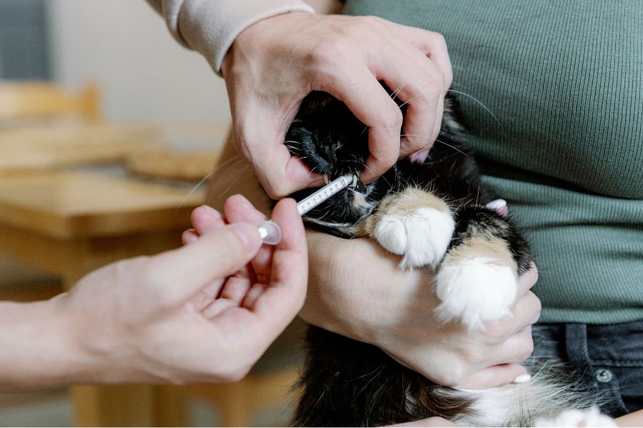pet anesthesia safety