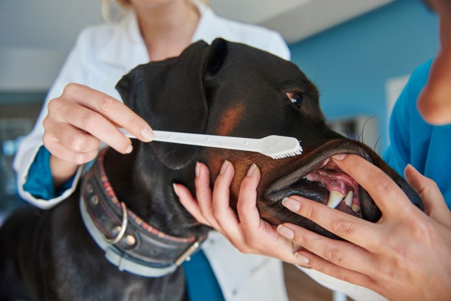 pet dental care