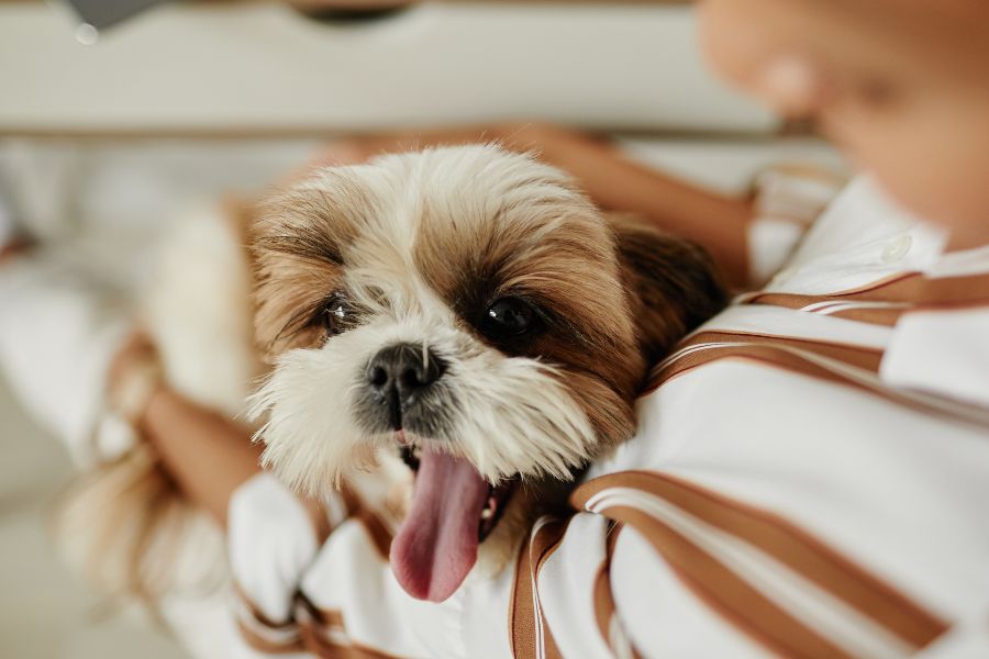 Dog After Surgery care
