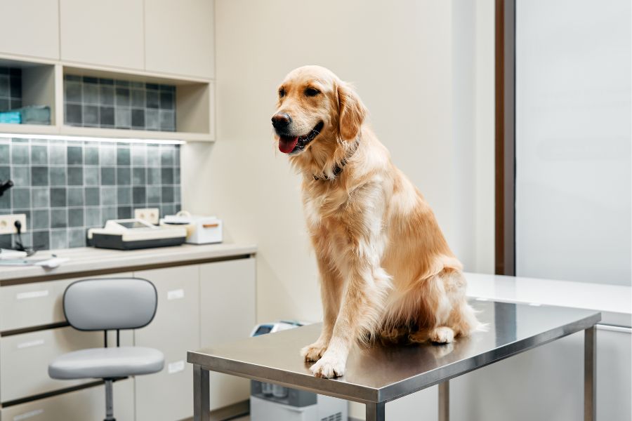 coconut oil for dogs cats