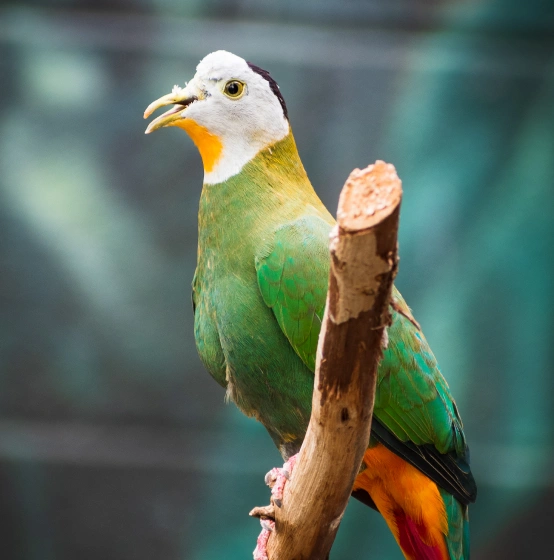 Backyard Poultry Care - Poultry Species We Treat